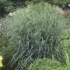 PANICUM 'BLUE FOUNTAIN' (R)' 2 PANICUM 'BLUE FOUNTAIN' (R)' -Planter Salgsbutik PANICUM20BLUE20FOUNTAIN