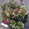 Pieris 'Carnaval' -Planter Salgsbutik Peries gugplanteskole20