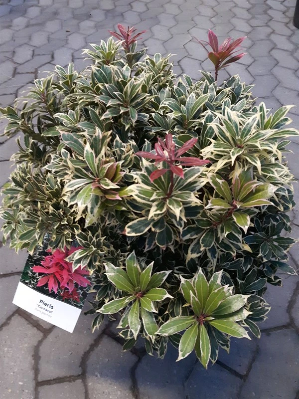 Pieris 'Carnaval' 3 Pieris 'Carnaval'