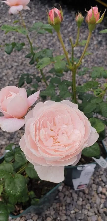 Rose Queen Of Sweden 3 Rose Queen Of Sweden