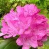 Rhododendron ROSEUM ELEGANS -Planter Salgsbutik Roseum