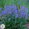 Salvia `AZURE SNOW` -Planter Salgsbutik Salvia Azure Snow