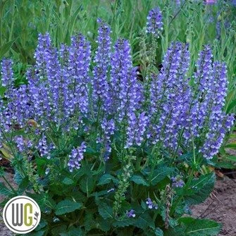 Salvia `AZURE SNOW` 3 Salvia `AZURE SNOW`