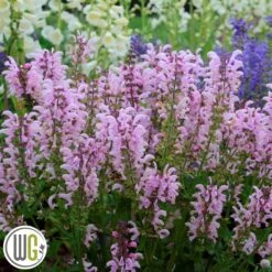 SALVIA 'BALLERINA PINK'®'