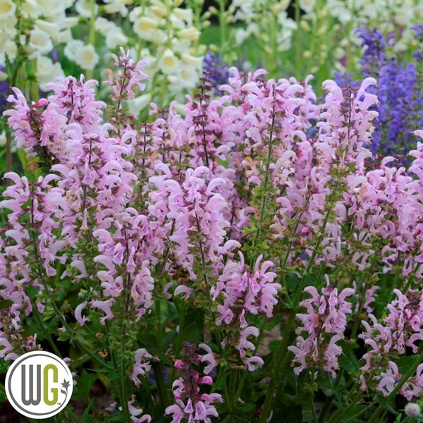 SALVIA 'BALLERINA PINK'®' 3 SALVIA 'BALLERINA PINK'®'