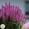 SALVIA 'BUMBLEBERRY'®'