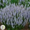 SALVIA 'PERFECT PROFUSION'®' -Planter Salgsbutik Salvia20Perfect20Profusion