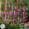 SALVIA 'PINK DAWN'®'