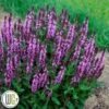 SALVIA 'PINK PROFUSION'®' -Planter Salgsbutik Salvia20Pink20Profusion