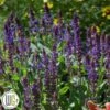 SALVIA 'VIOLET RIOT'®'
