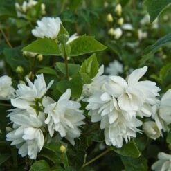 Pibeved / Uægte Jasmin 'Schneesturm'