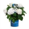 Hortensia `The Bride` 1 Hortensia `The Bride` -Planter Salgsbutik The20Bride20endless20summer