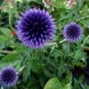 Tidselkugle "Echinops Ritro" -Planter Salgsbutik Tidselkugle20Echinops20ritro
