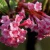 Kejserbusk 'Dawn' -Planter Salgsbutik VIBURNUM BODNANTENSE DAWN flora fokusSlide