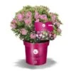 Bloombux Magenta -Planter Salgsbutik bloombux20 magenta