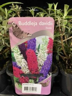 Sommerfuglebusk I 3 Farver