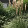 Pampasgræs `Patagonia` -Planter Salgsbutik cortaderia patagonia