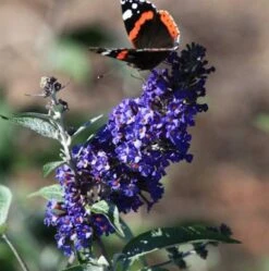 Sommerfuglebusk 'Ellens Blue'