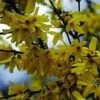 Vårguld - Forsythia 'Goldraush' -Planter Salgsbutik forshytia 1