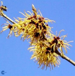 Troldnød 'Arnold Promise'