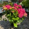 Havehortensia `Bella` -Planter Salgsbutik havehortensia20Bella