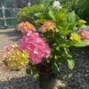 Havehortensia `Dorthea` -Planter Salgsbutik havehortensia20Dorthea