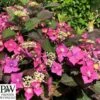Havehortensia `Blackberry Pie` PW -Planter Salgsbutik havehortensia20blackberry20pie