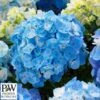 Havehortensia `Minty Ice` -Planter Salgsbutik havehortensia20minty20ice