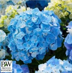 Havehortensia `Minty Ice`