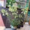Hortensia `Rispenhortensie` -Planter Salgsbutik hortensia20rispenhortensie