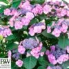 Havehortensia 'Blueberry Chesecake' PW 2 Havehortensia 'Blueberry Chesecake' PW -Planter Salgsbutik hyd.20blueberry