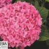 Havehortensia 'Sweet Cupcake`PW 1 Havehortensia 'Sweet Cupcake`PW -Planter Salgsbutik hyd20Sweet20cupcake
