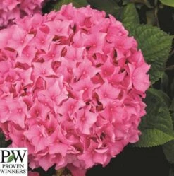 Havehortensia 'Sweet Cupcake`PW