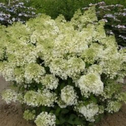 Syrenhortensia 'BOBO'