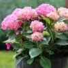 Havehortensia - 'BOUQUET ROSE' -Planter Salgsbutik hydrangea mac bouquet rose
