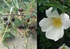 Klitrose Pimpinellifolia I Potte