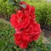 Japankvæde - Chaenomeles 'Scarlet Storm'(R)PW -Planter Salgsbutik kvaede20roed