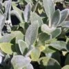 Lammeøre "Silver Carpet" -Planter Salgsbutik lammeoere 20gug20planteskole20