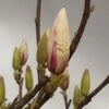 MAGNOLIA SOULANGIANA 5 L Potte -Planter Salgsbutik magnolie20soul
