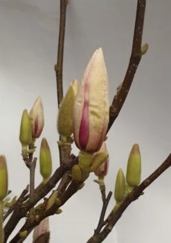 MAGNOLIA SOULANGIANA 5 L Potte