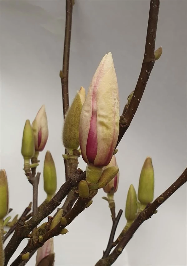 MAGNOLIA SOULANGIANA 5 L Potte 3 MAGNOLIA SOULANGIANA 5 L Potte