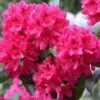 Rhododendron NOVA ZEMBLA -Planter Salgsbutik nova