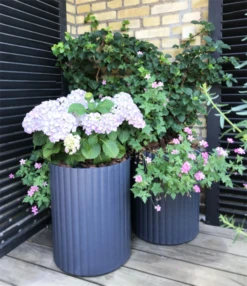 Klimakrukke M. Selvvandingsfunktion