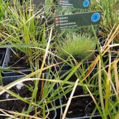 Blåaks - "Autumnalis"