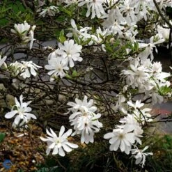 MAGNOLIA STELLATA ROYAL STAR