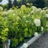 Træagtig Hortensia `Annabelle` -Planter Salgsbutik traeagttig20hortensia20annabella
