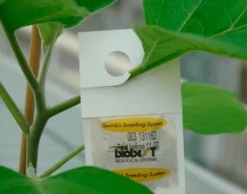 Tripsrovmider Småposer