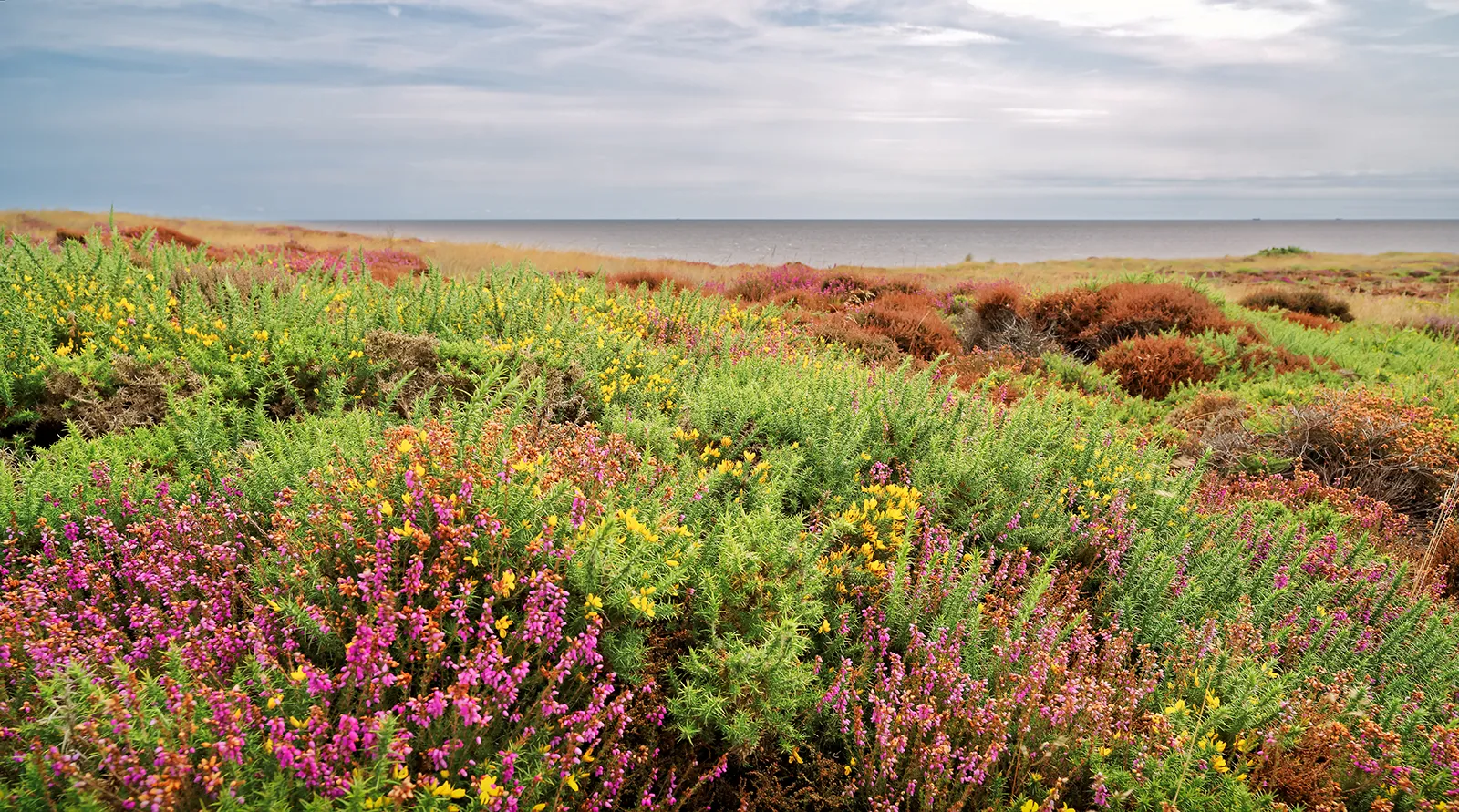 Planter Salgsbutik -Planter Salgsbutik gorse Heather Dunwich Heath background North Sea