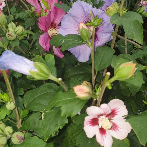 Planter Salgsbutik -Planter Salgsbutik hibiscus20trio20web